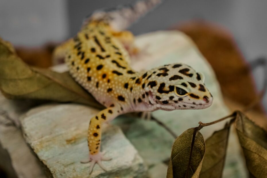 Top 5 Exotic Pets Trending in 2025